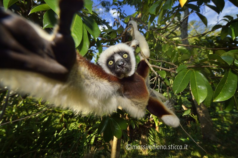 Verreaux's Sifaka