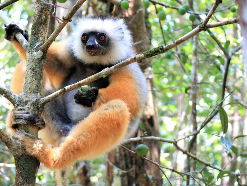 Диадемовый сифака Propithecus Diadema