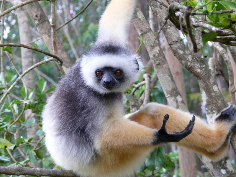 Propithecus Diadema