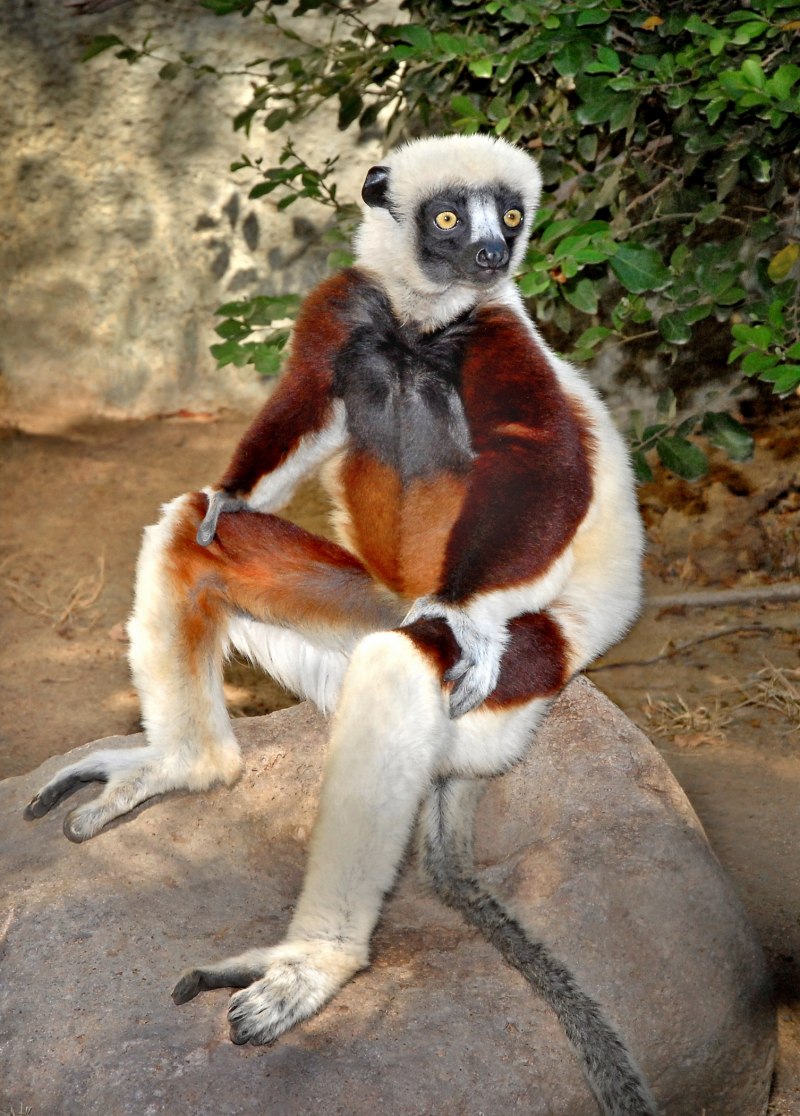 Sifaka verreauxi