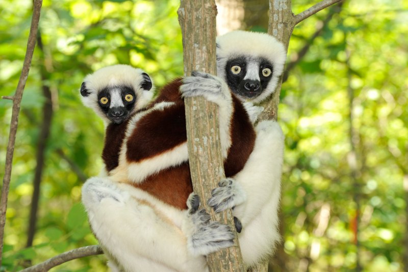 Golden-crowned Sifaka