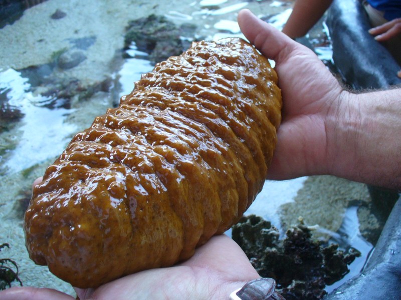 Огурец морской черный (Holothuria atra)