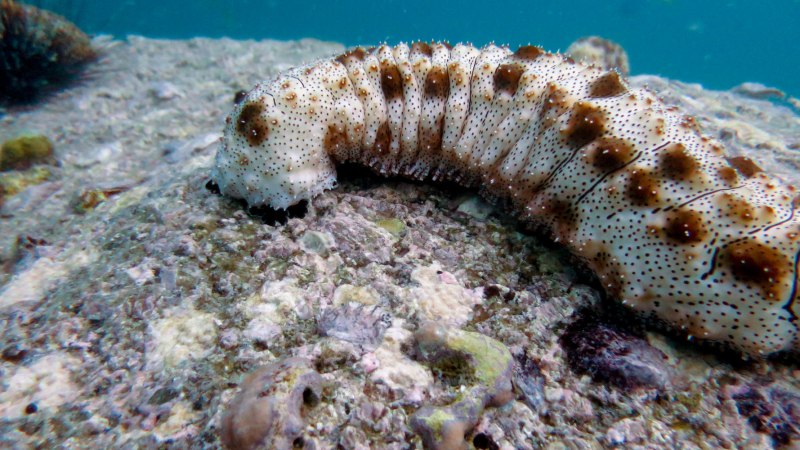 Mammata Sea cucumber