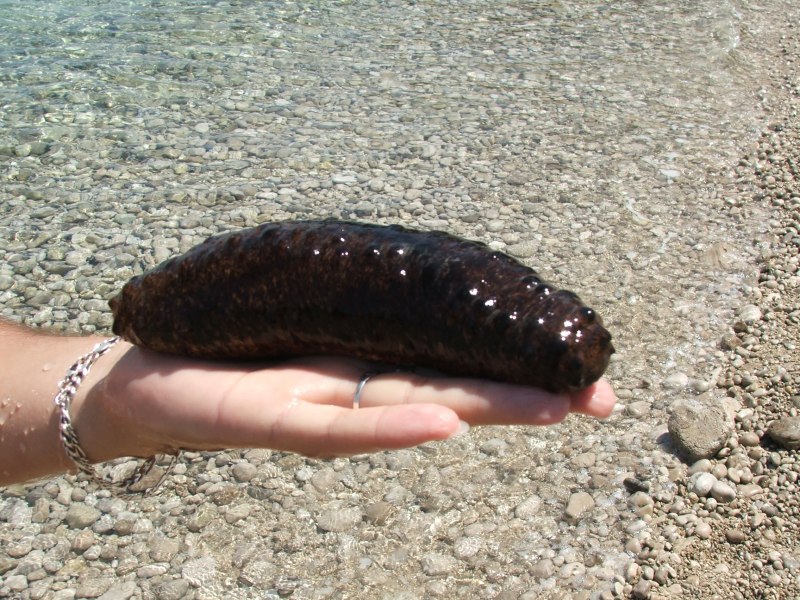 Голотурия Морское яблоко