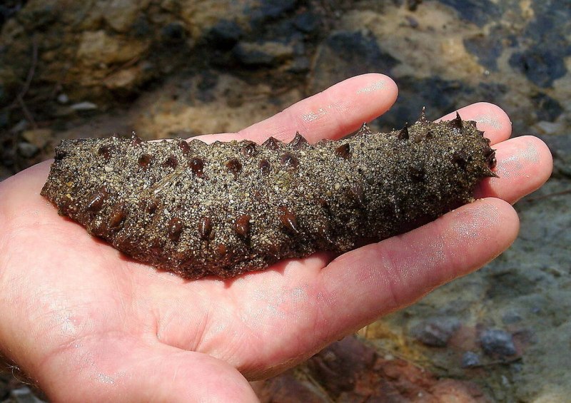 Морской огурец Баренцевого моря