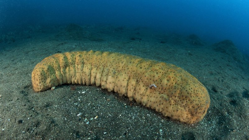 Голотурия морской огурец