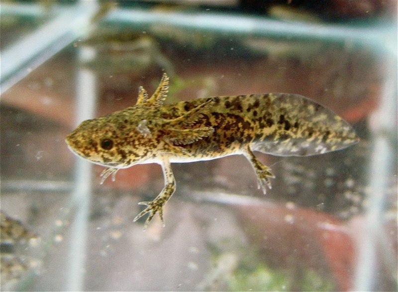 Wild Type Axolotl