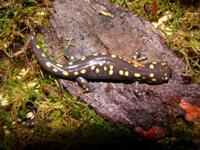Ambystoma maculatum