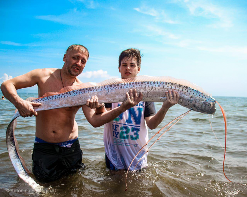Морской змей — сельдяной Король