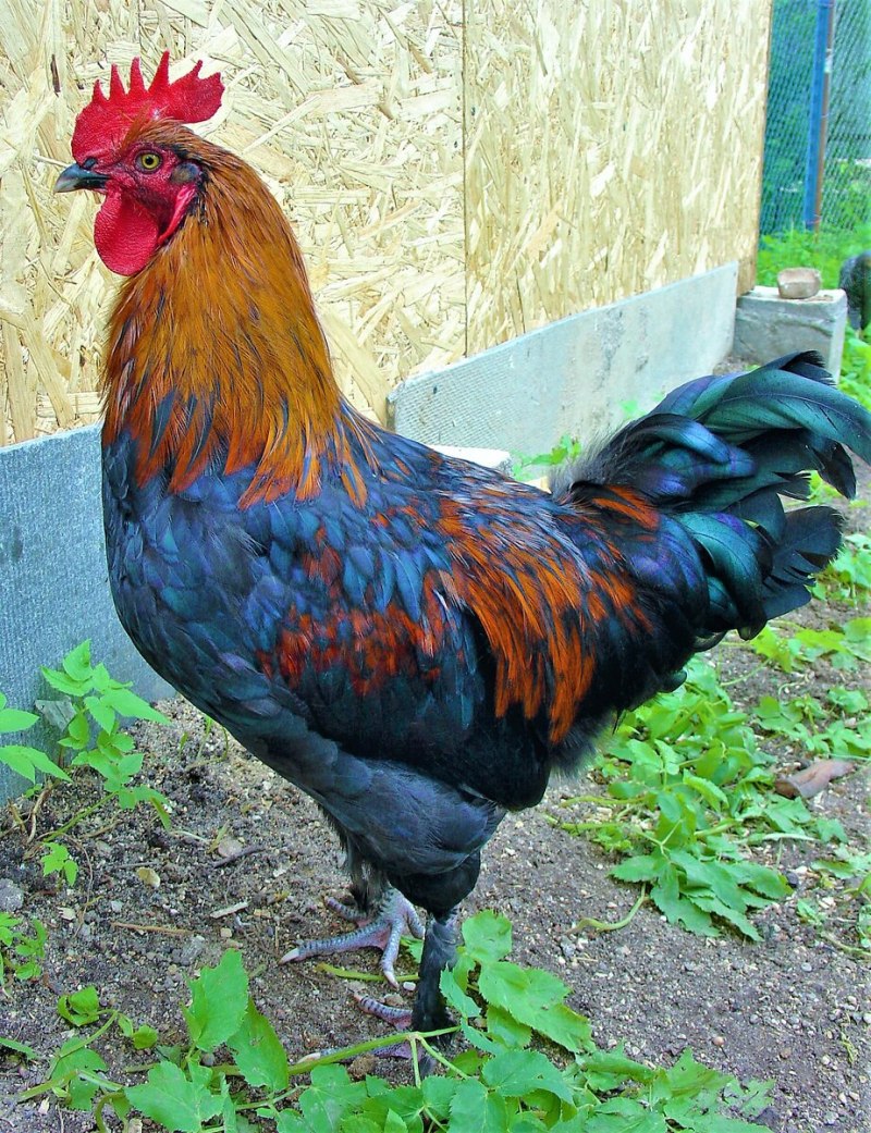 Маран белый