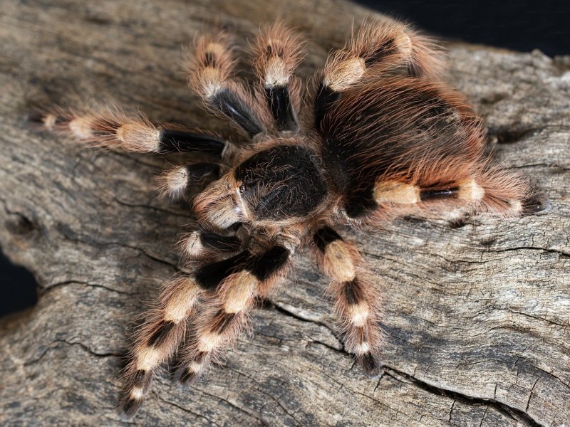 Brachypelma smithi маленький