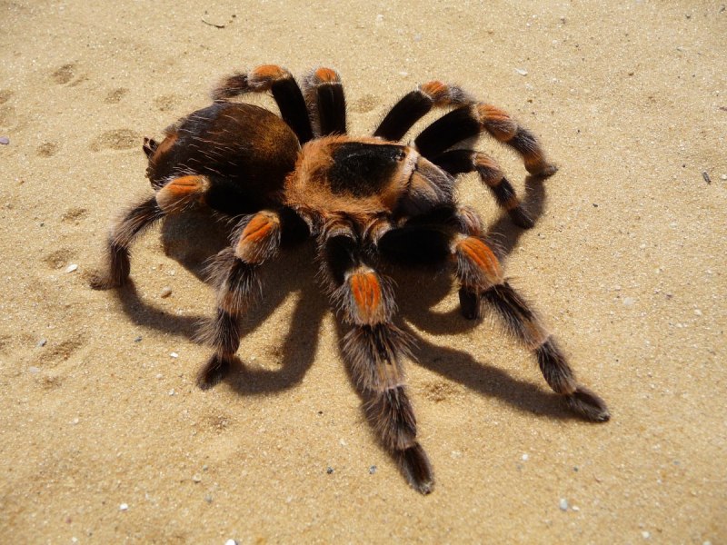 MS Tarantula cute