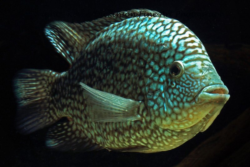 Бриллиантовая цихлазома (Herichthys carpintis)
