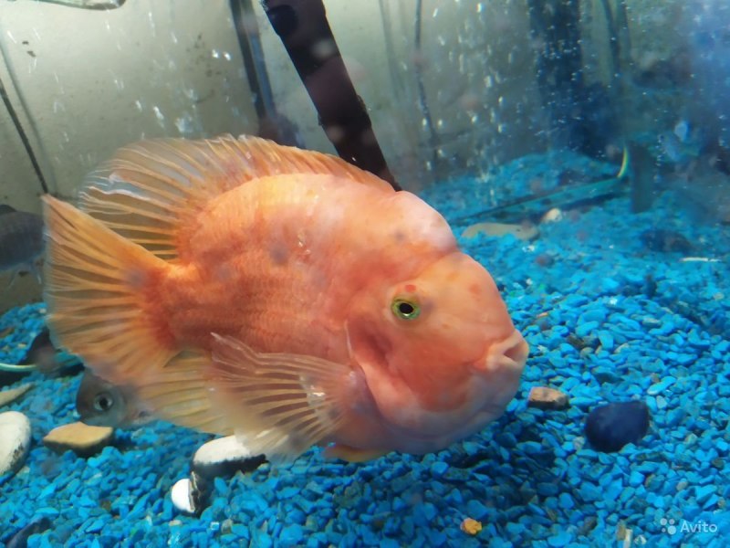 Бриллиантовая цихлазома (Herichthys carpintis)