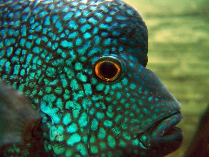 Бриллиантовая цихлазома (Herichthys carpintis)