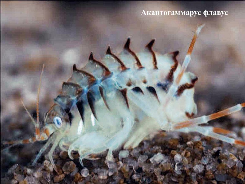 Гаммарус Байкальский эндемик
