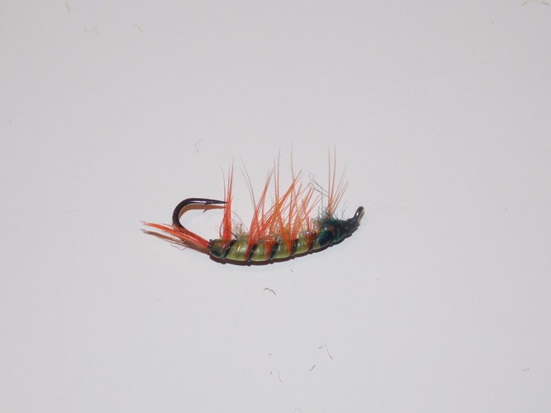 Eurythenes atacamensis
