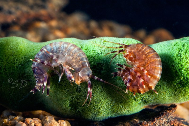 Eulimnogammarus verrucosus