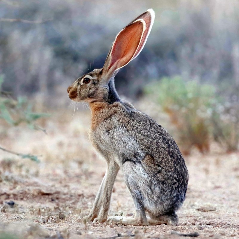 Lepus americanus