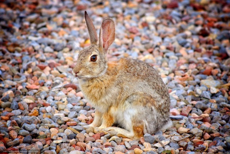 Lepus americanus