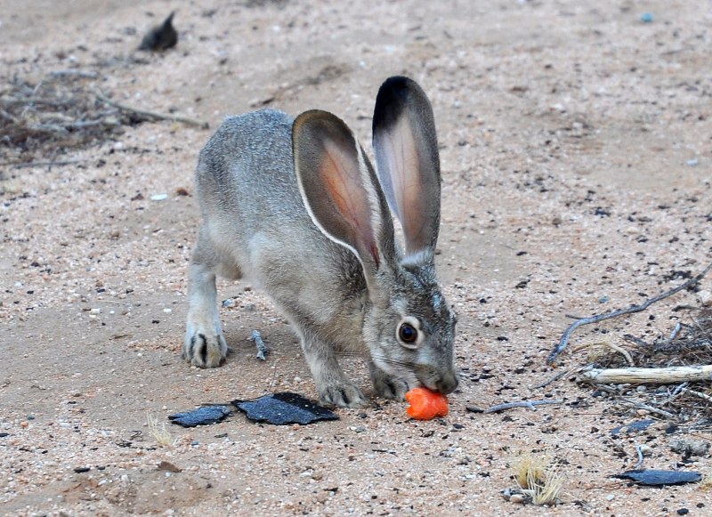 Lepus alleni