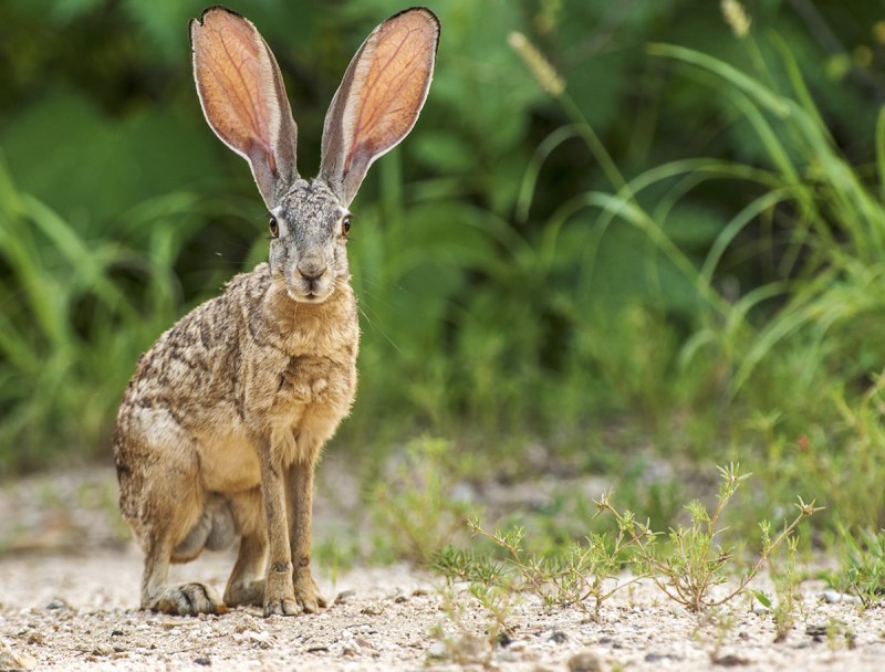Lepus alleni
