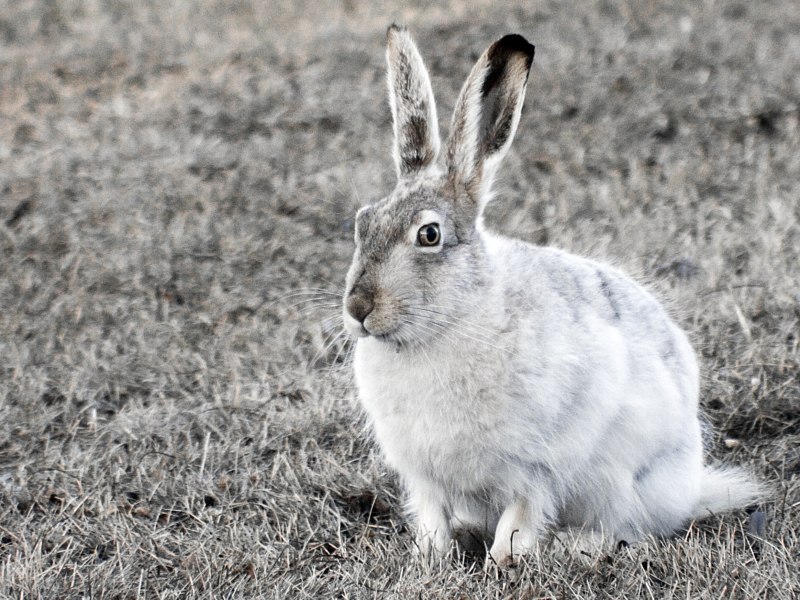 Заяц Русак (Lepus europaeus)