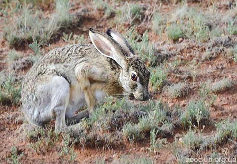 Lepus capensis