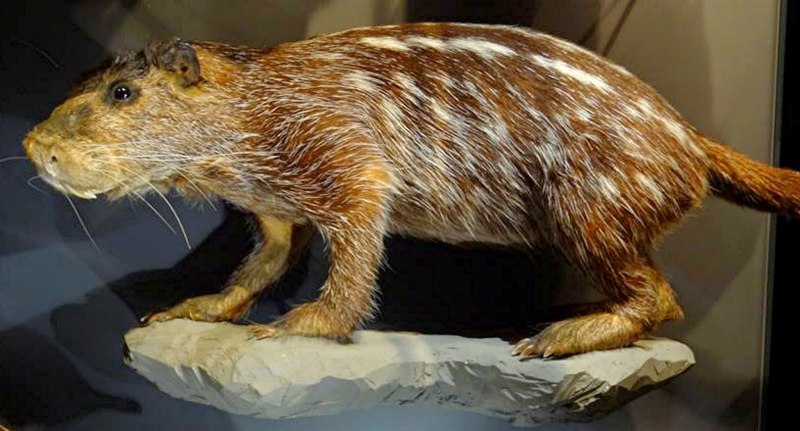 Лысая капибара
