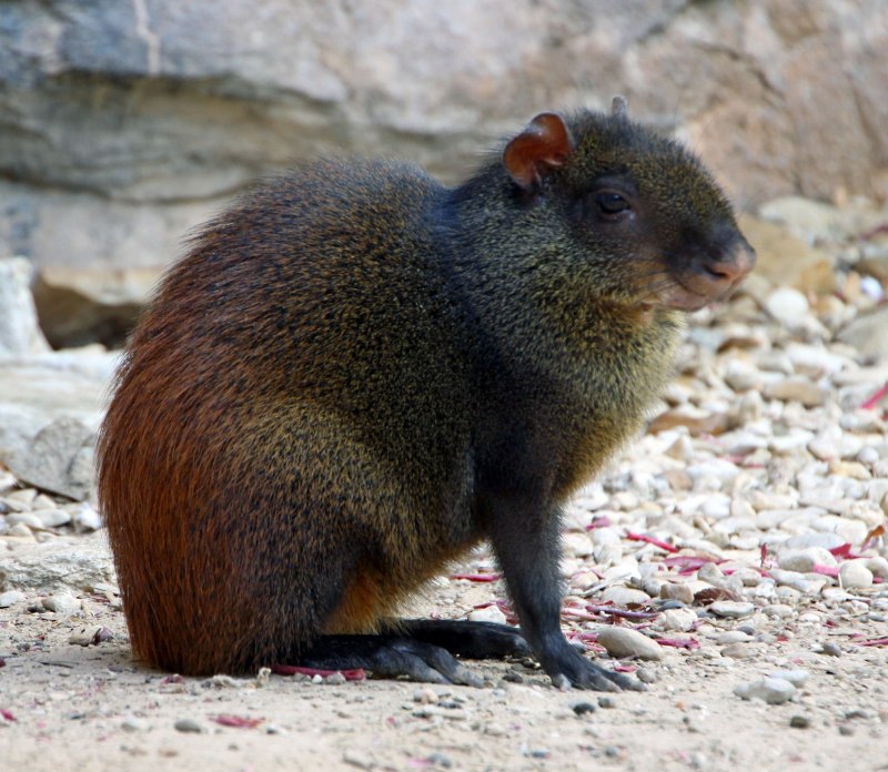 Dasyprocta fuliginosa
