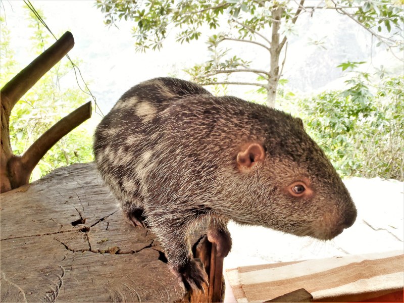 Пака (cuniculus Paca