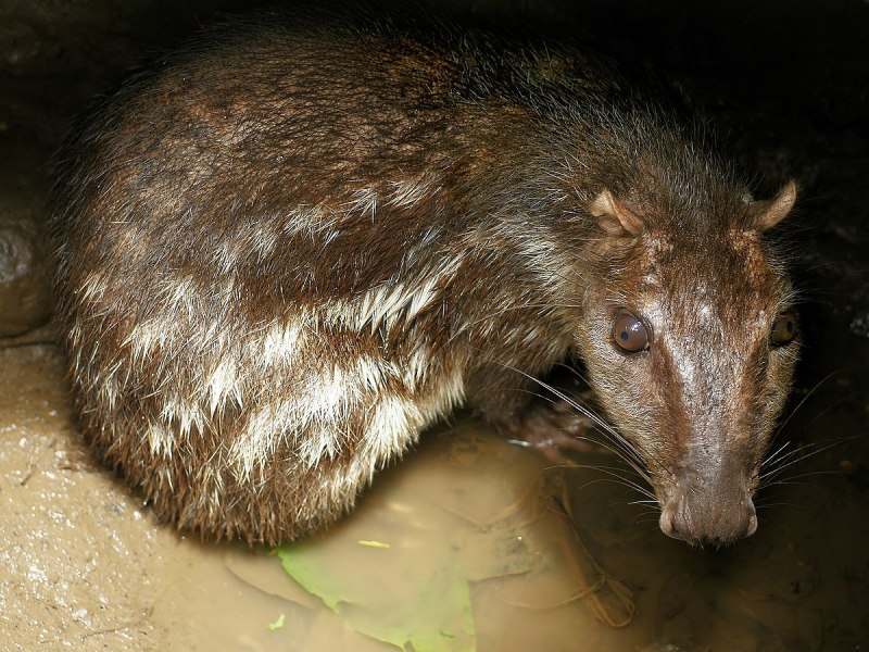 Пака (cuniculus Paca