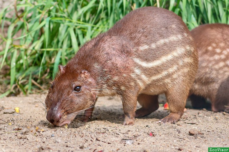 Пака (cuniculus Paca