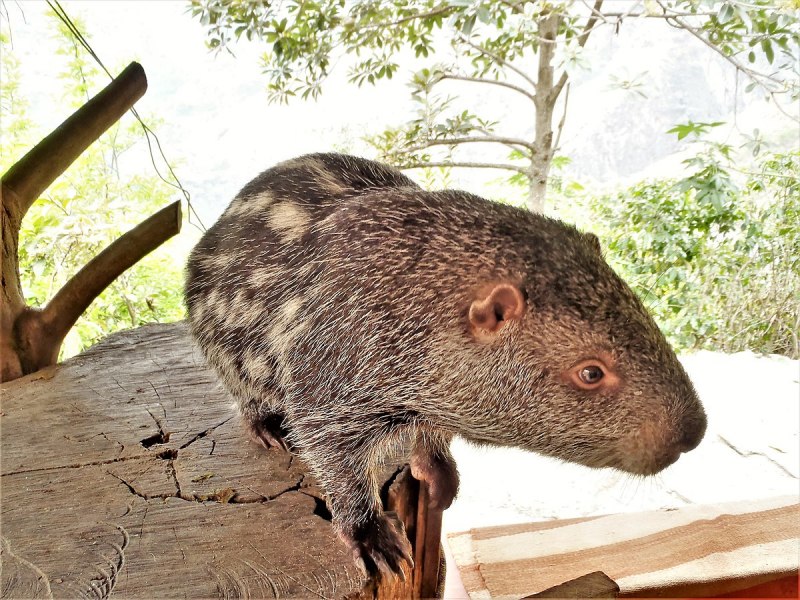 Josephoartigasia Mones