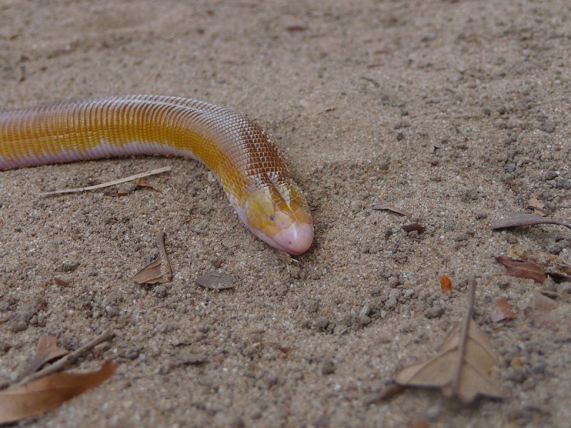 Amphisbene