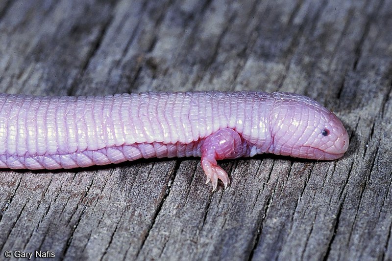 Amphisbaena caeca