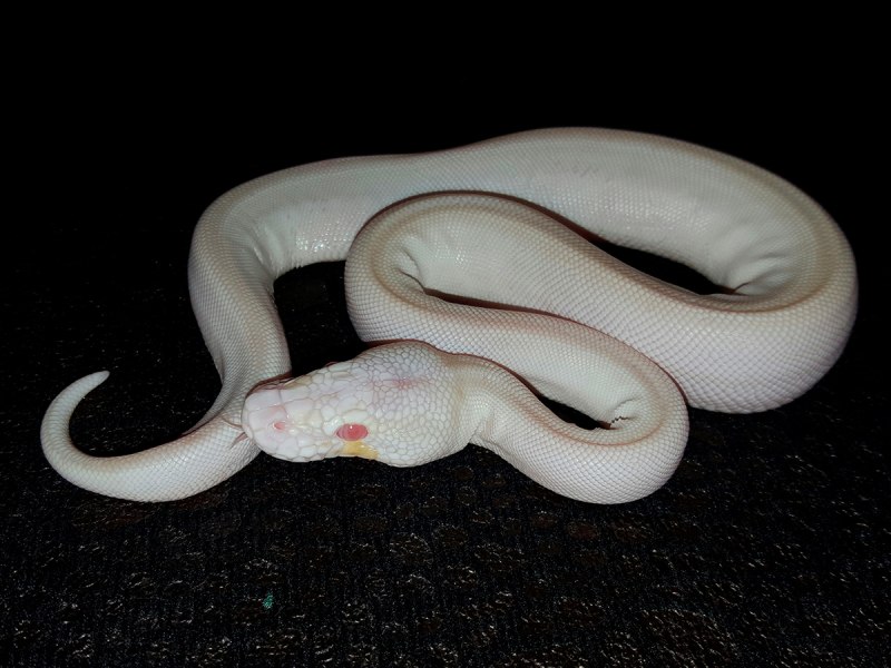 Amphisbaena caeca