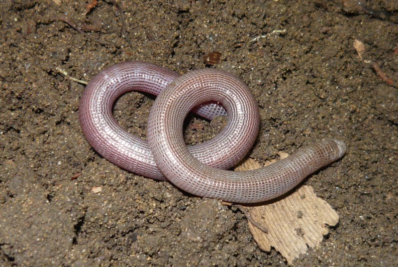 Amphisbaena caeca