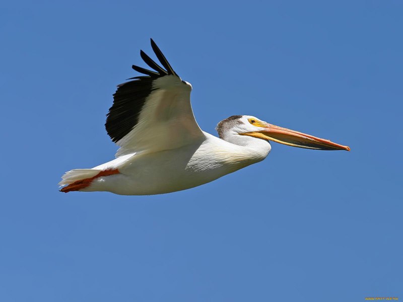 Летящего пеликана (61 фото)