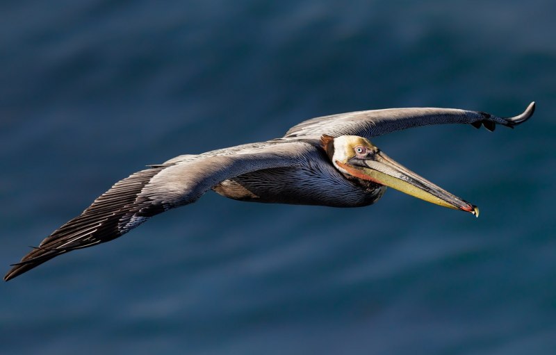 Brown Pelican - американский бурый Пеликан