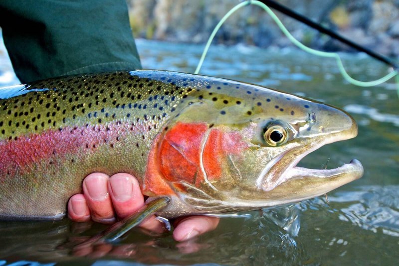 Радужная форель Oncorhynchus mykiss