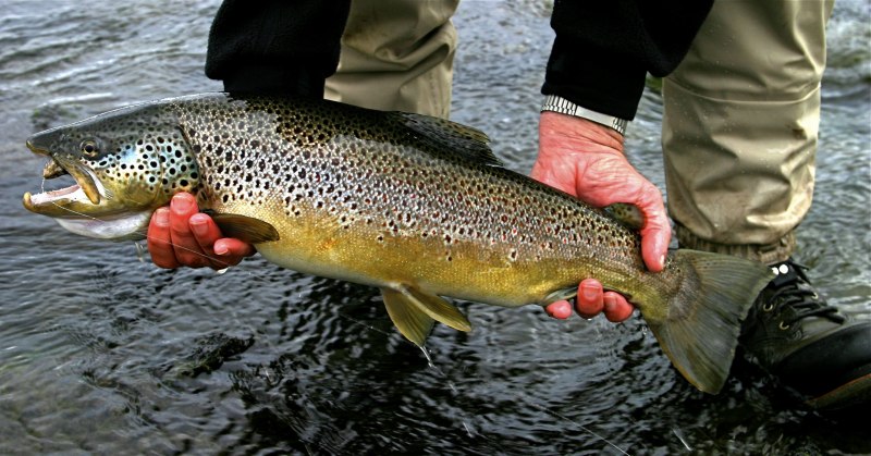 Oncorhynchus gilae