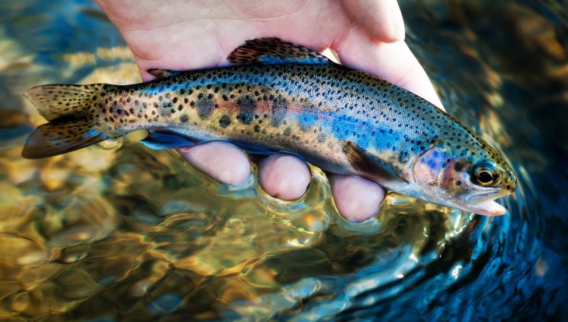 Радужная форель Oncorhynchus mykiss Irideus