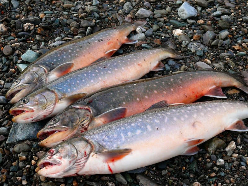 Радужная форель Oncorhynchus mykiss