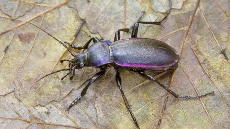Жужелица венгерская Carabus Hungaricus