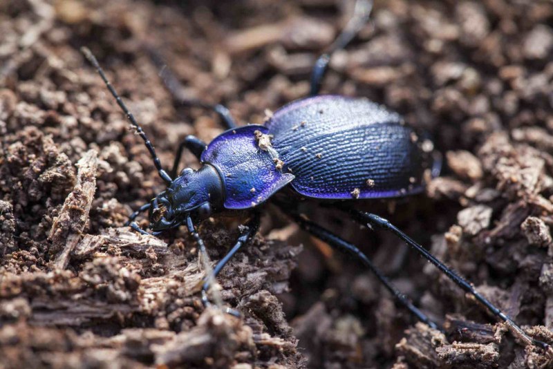 Жужелицы Coleoptera, Carabidae