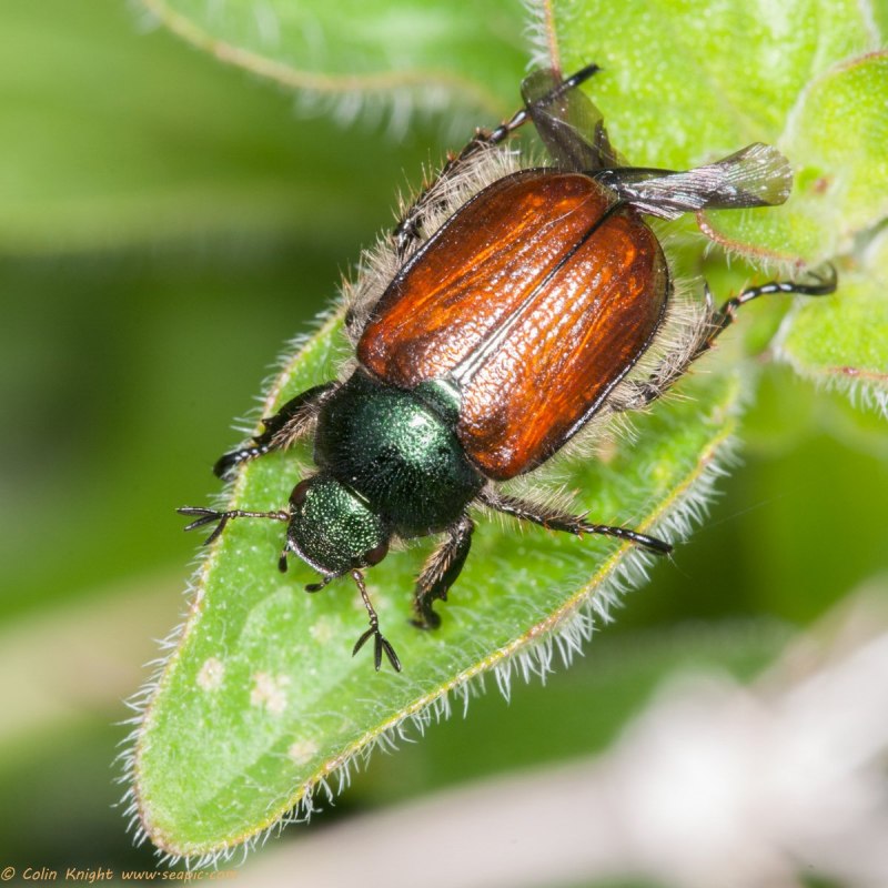 Жук Phyllopertha horticola