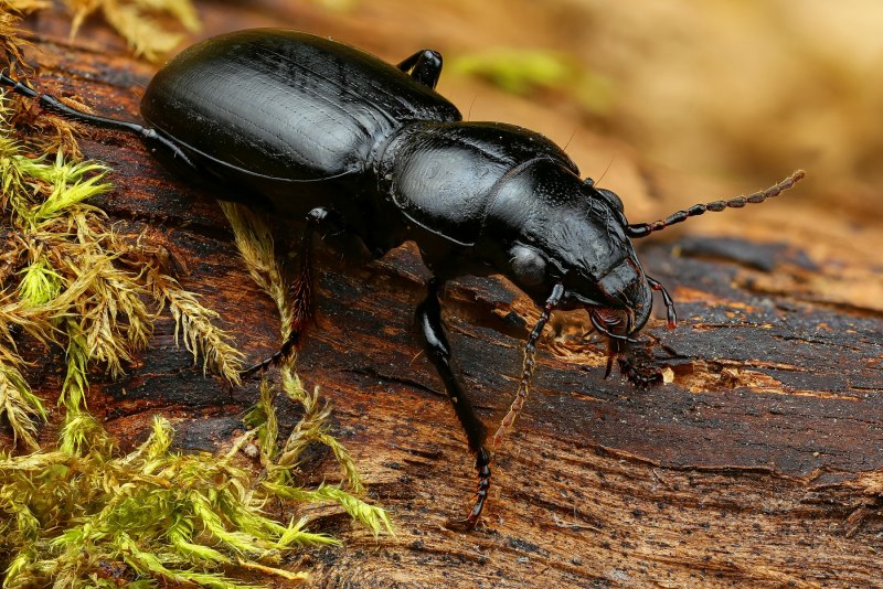 Жужелица решетчатая (Carabus cancellatus)