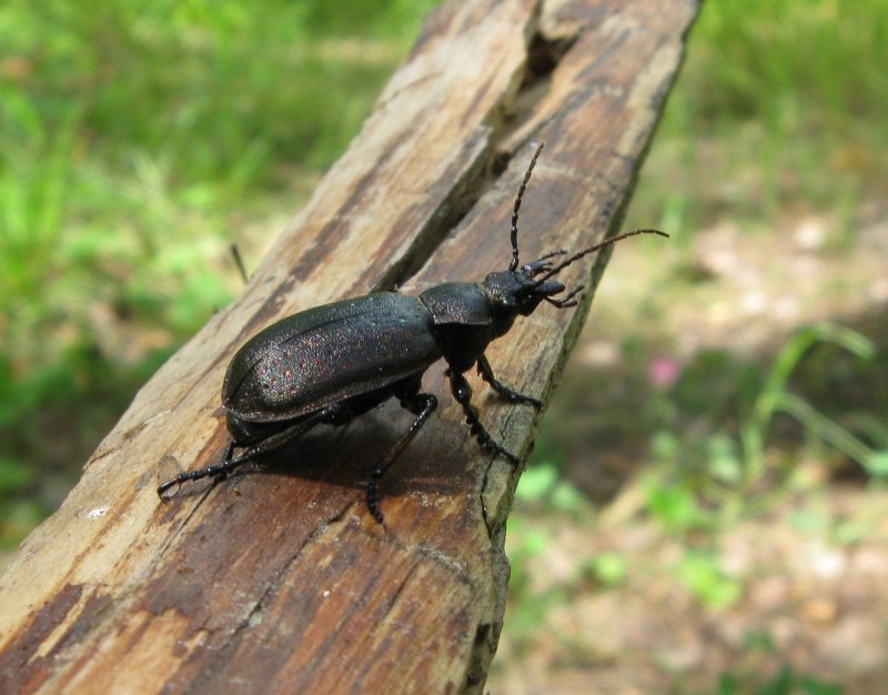 Жужелица Dyschirius SATINUS Schaum