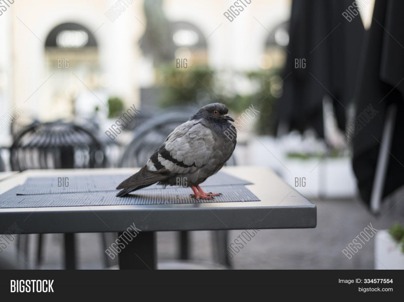 Dove голубь